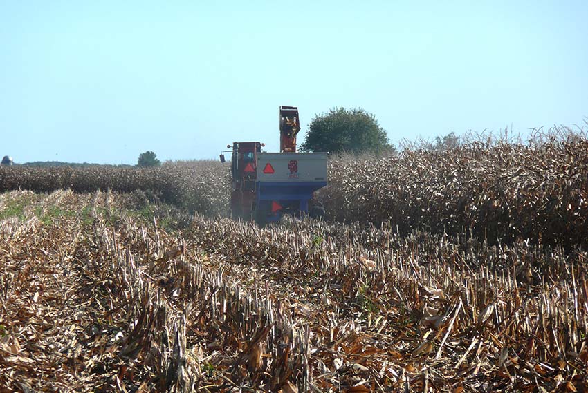 Corn on the Cob picker